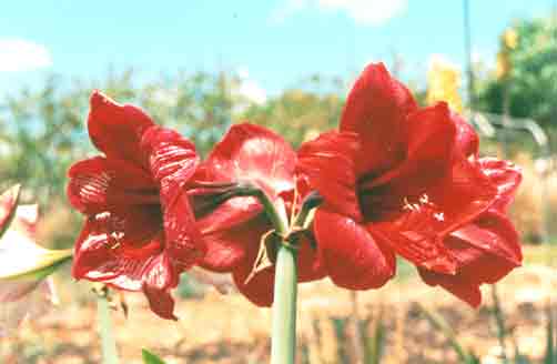 06 - Amarilis (Hippeastrum hybridum)