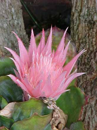 25 - Flor de bromélia (Aechmea fasciata)