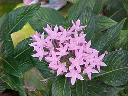 57 - Pentas (Penta lanceolata Schum)