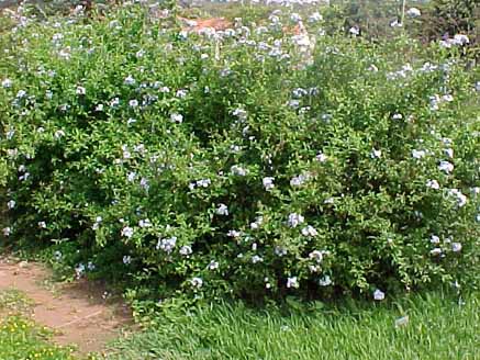 59 - Bela Emília (Plumbago capensis)