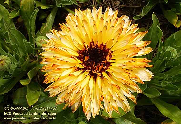 Calêndulas (Calendula officinalis) Pousada Jardim do Eden