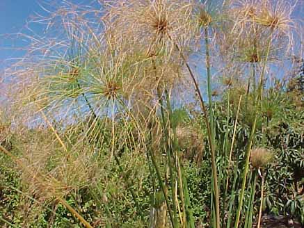 Papiro (Cyperus papyrus L.) Jardim do Eden Chapada dos Veadeiros photo  Eduardo Loureiro