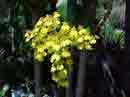 Oncidium Chuva de Ouro