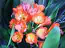 Clivia