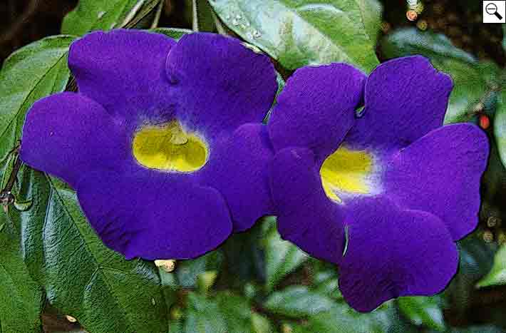 Thunbergia erecta